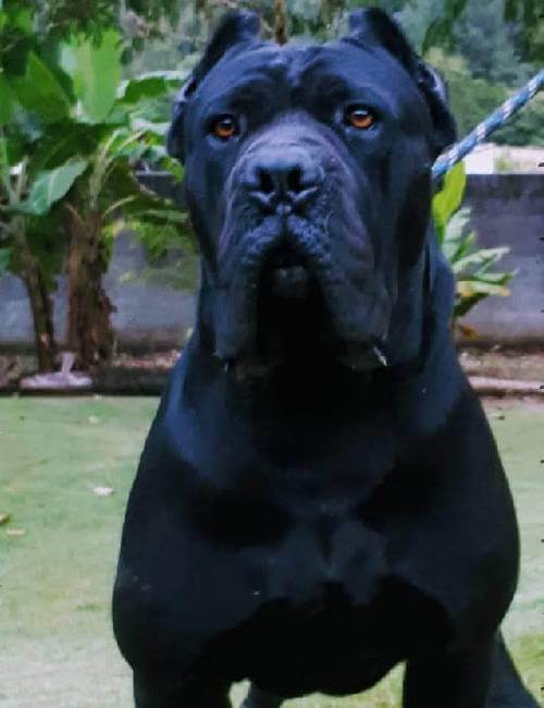 Dados rápidos sobre o Cane Corso