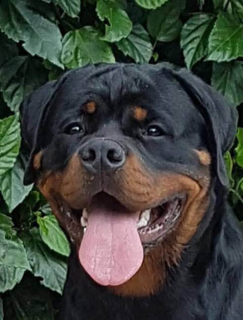 Dados rápidos sobre o Rottweiler