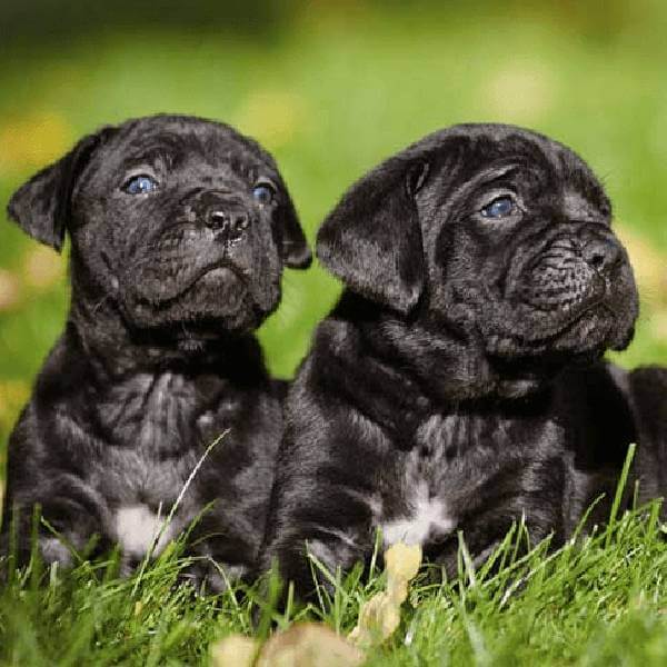 Filhote de Cane Corso