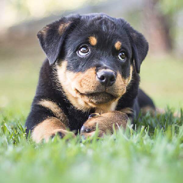 Filhote de Rottweiler