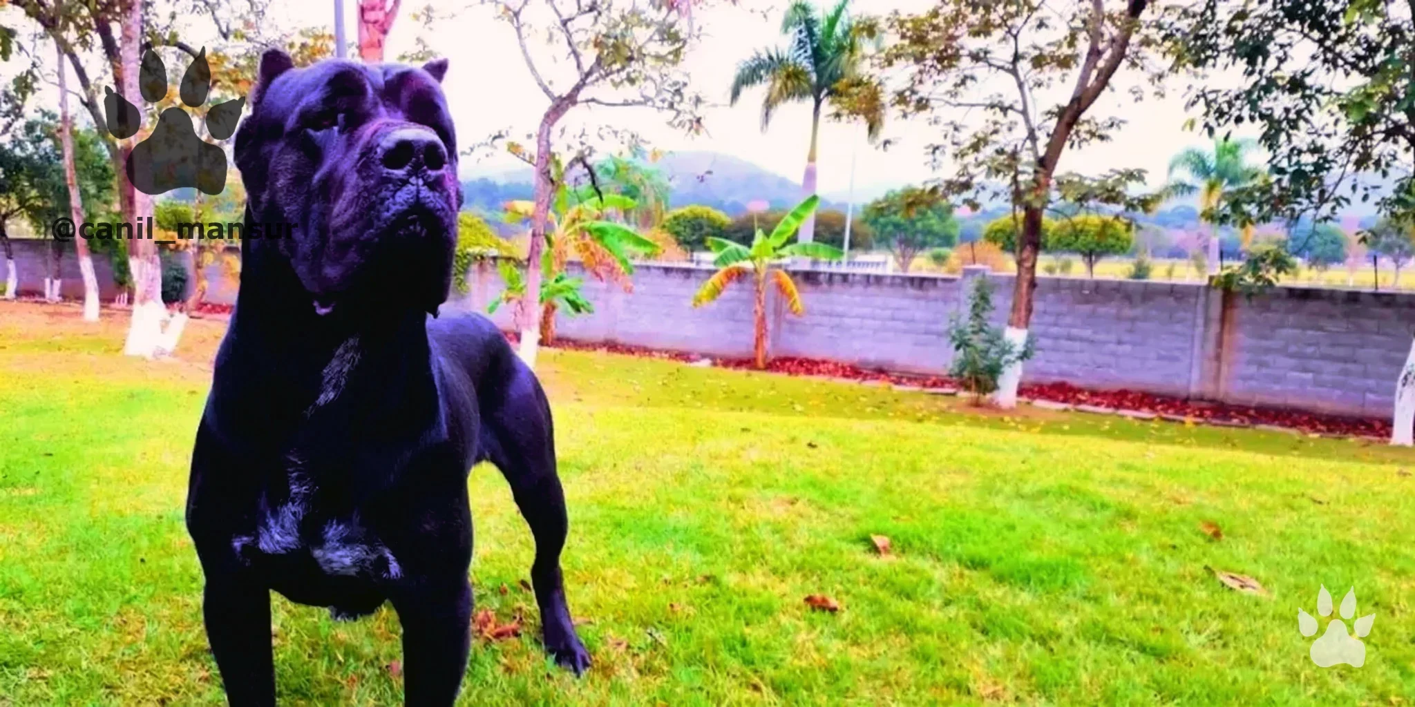 Cane Corso e Rottweiler adultos do Canil Mansur