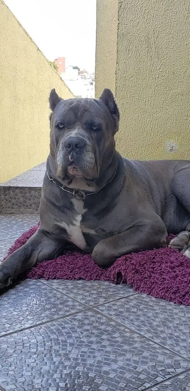 A Importância do Treinamento de Impulso para Cane Corso