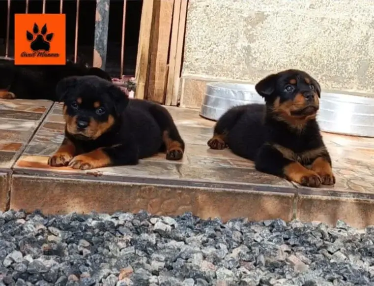 A Vida de Rottweilers em Condomínios: Regras e Etiqueta