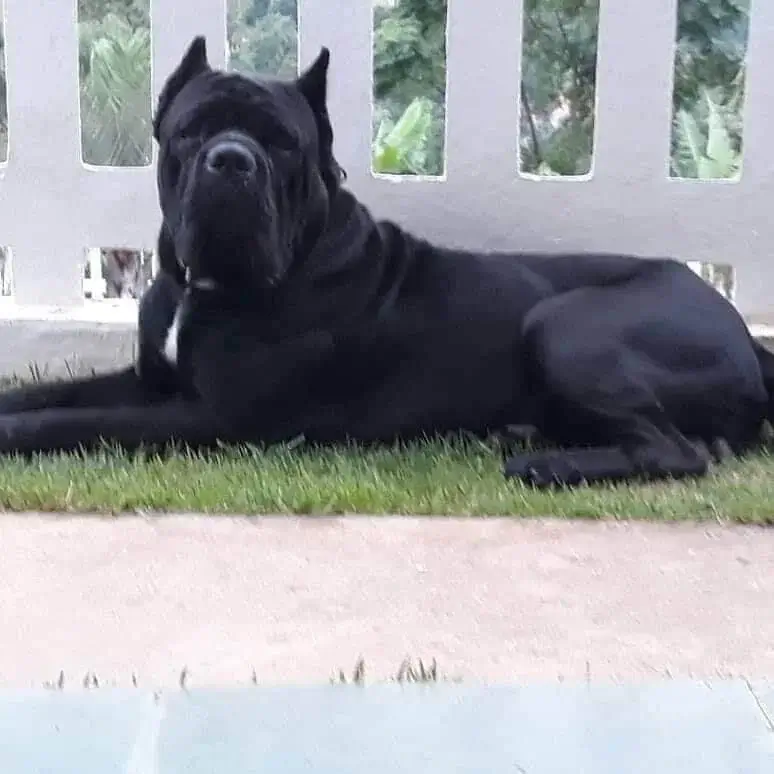 Adaptação de um Cane Corso a Diferentes Ambientes Residenciais