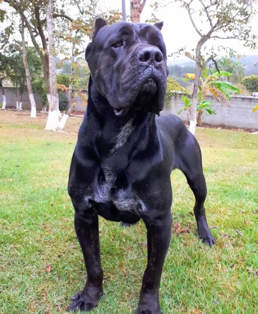 Adaptações Necessárias para Manter um Cane Corso em Áreas Rurais