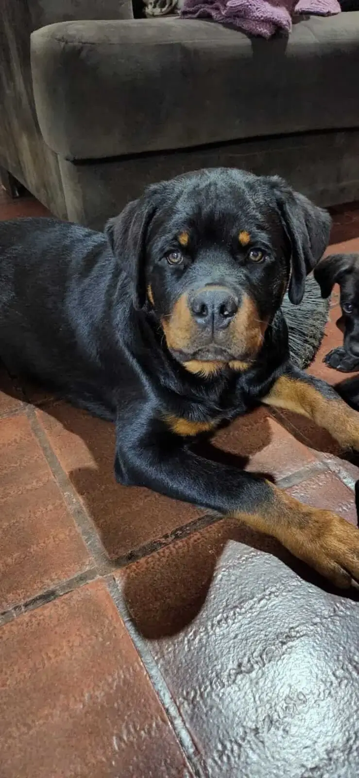 Adaptando seu Rottweiler à Vida em Apartamento: Dicas e Truques