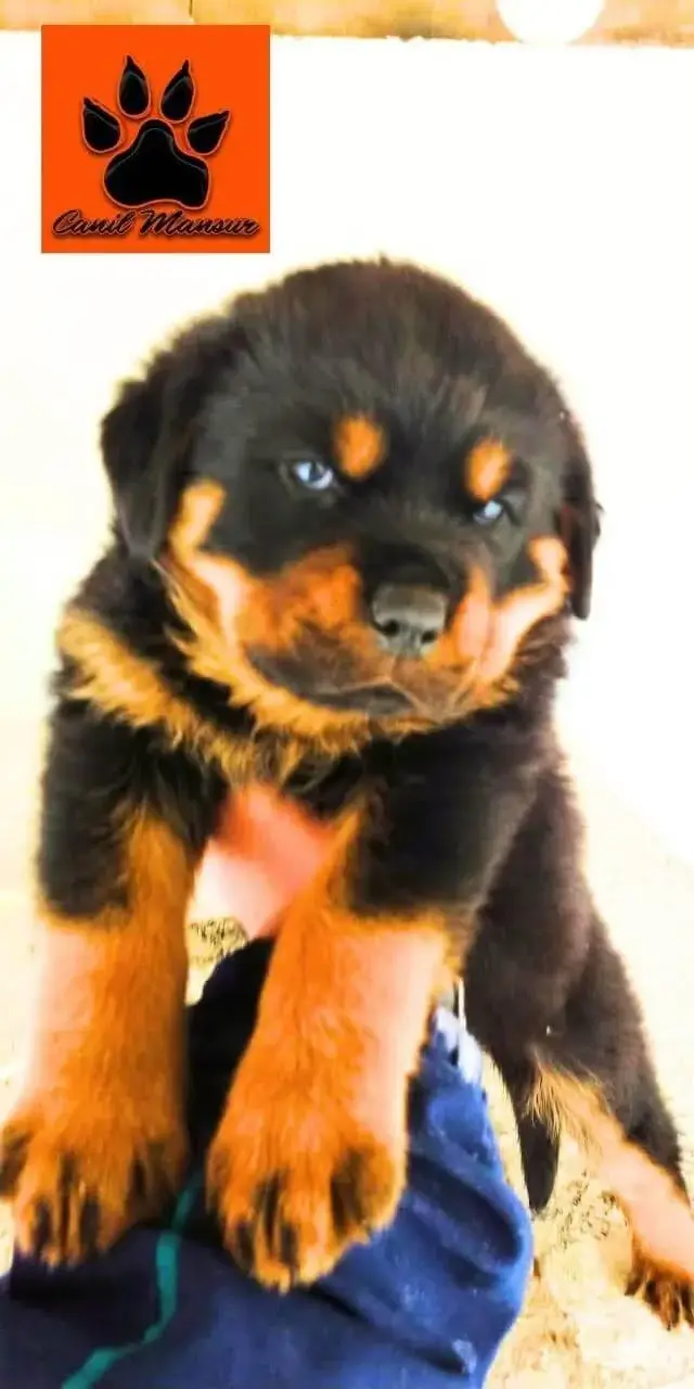 Ansiedade de Separação em Rottweiler: Como Ajudar Seu Companheiro Canino