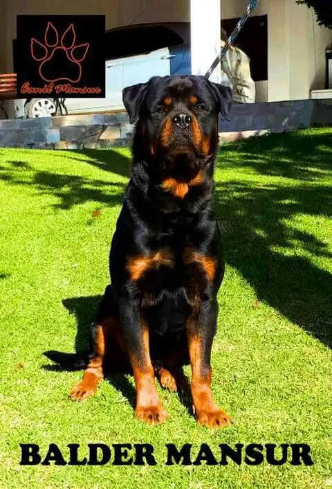 Benefícios da Vida Rural para Rottweilers