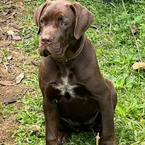 Benefícios do Ambiente Rural para o Desenvolvimento do Cane Corso