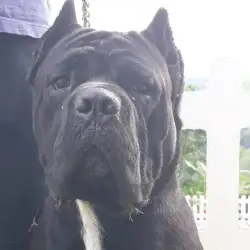 Cachorro Cane Corso Branco