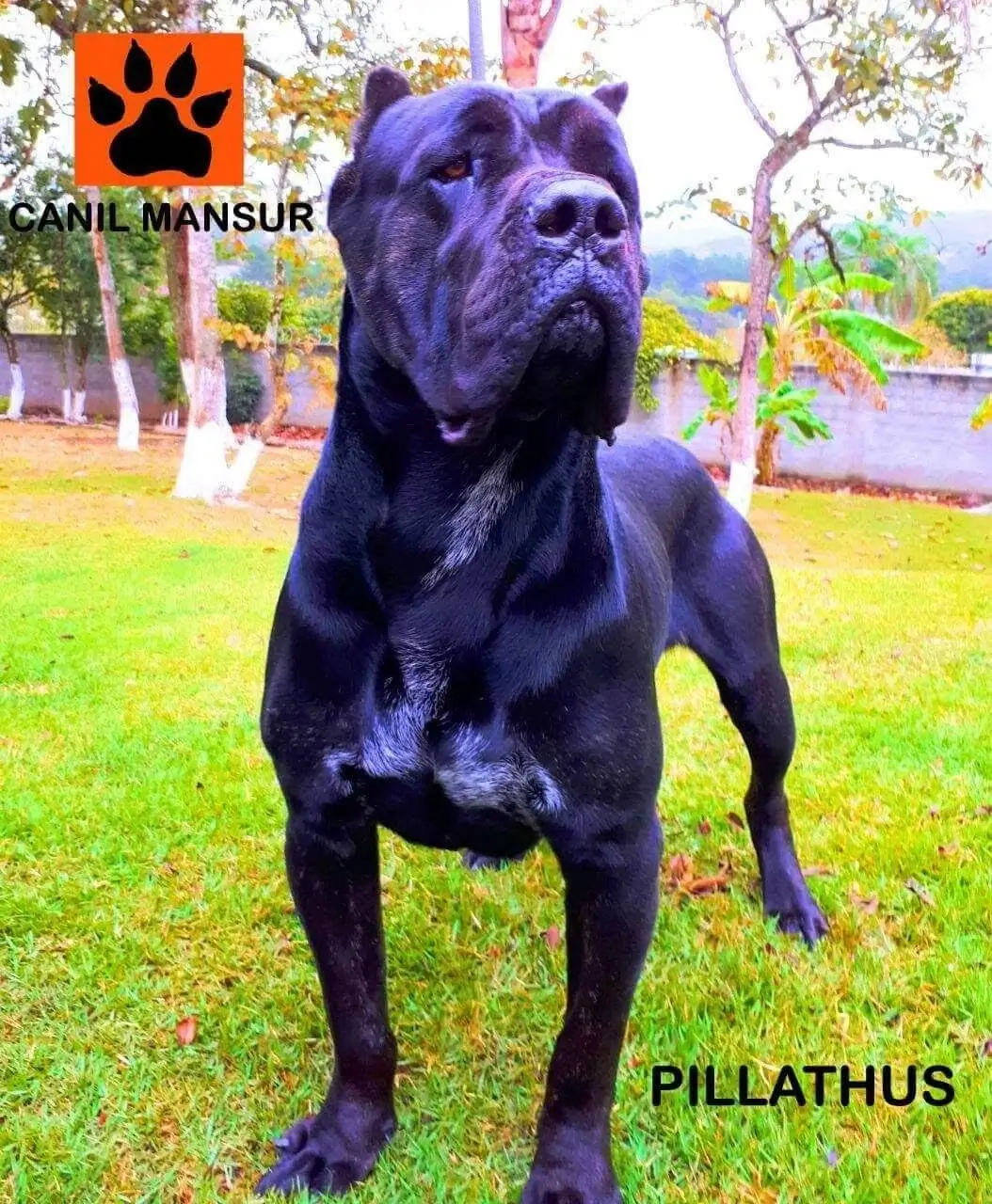 Cachorro Cane Corso Valor