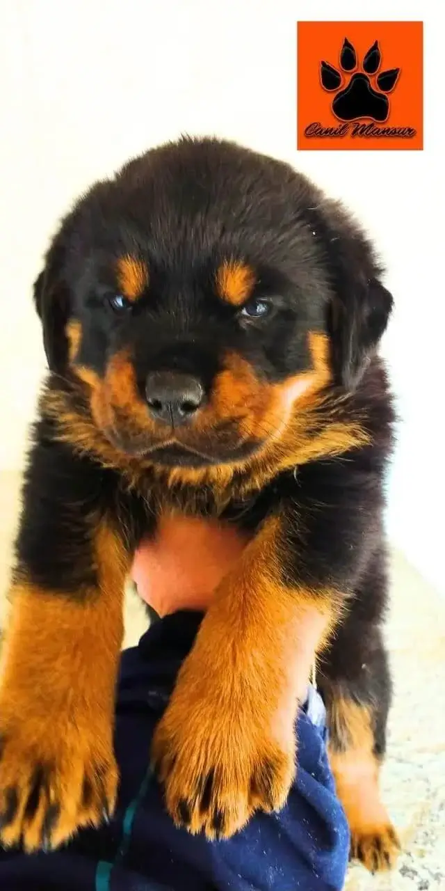 Cachorro Filhote Rottweiler