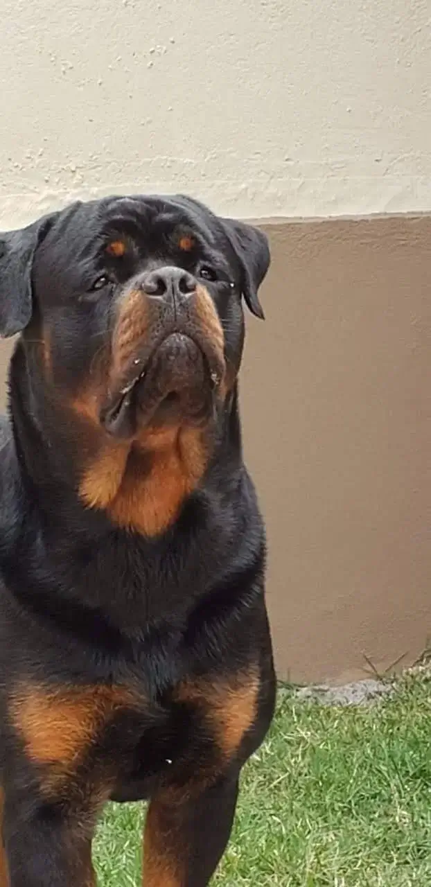 Cachorro Rottweiler Cabeça de Touro