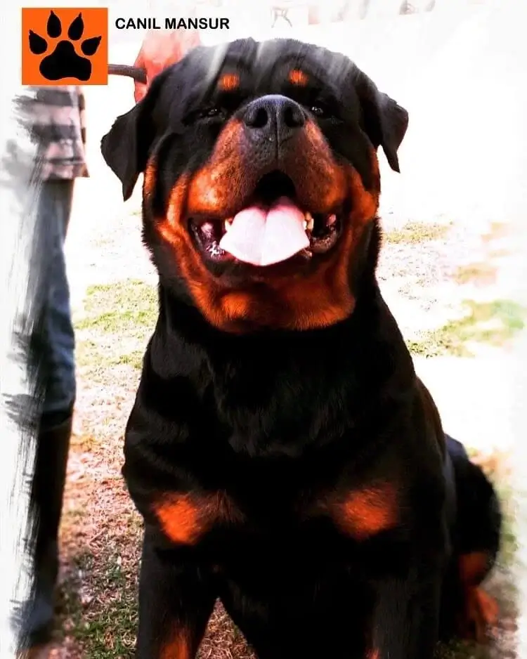 Cachorro Rottweiler