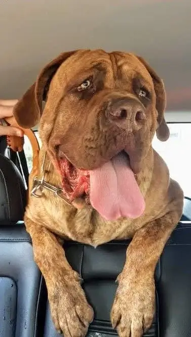 Cane Corso à Venda