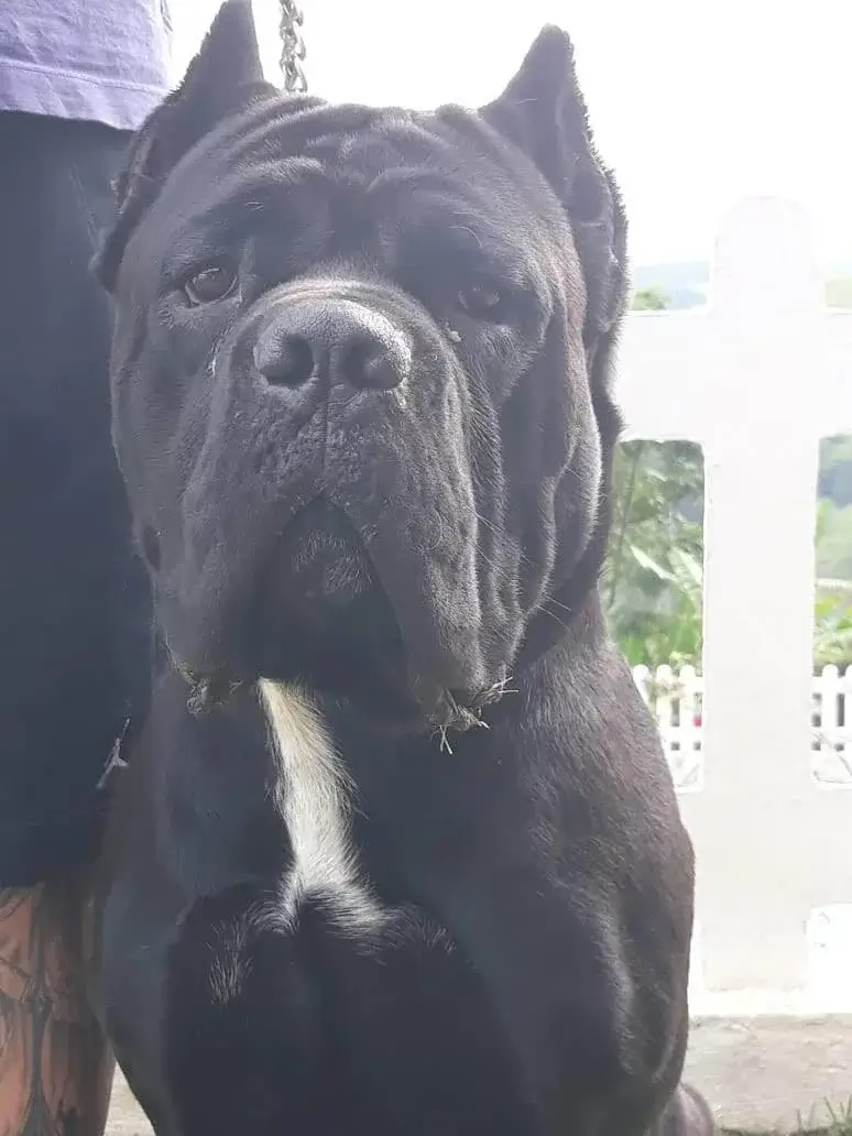 Cane Corso Branco