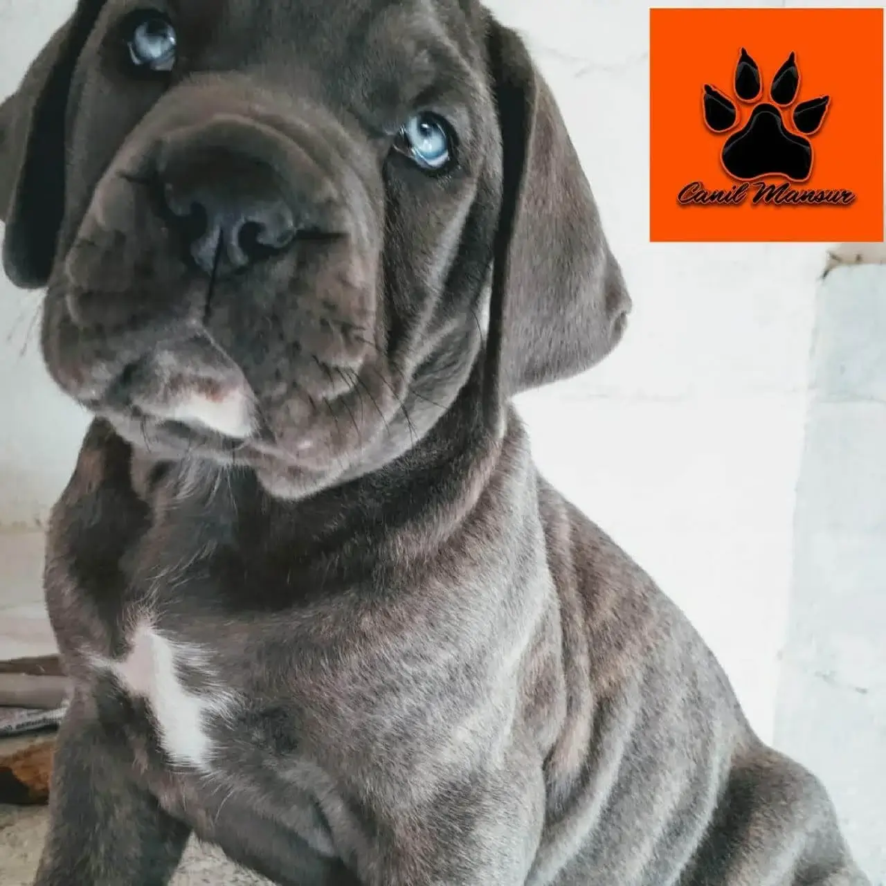 Cane Corso Cinza Olho Azul