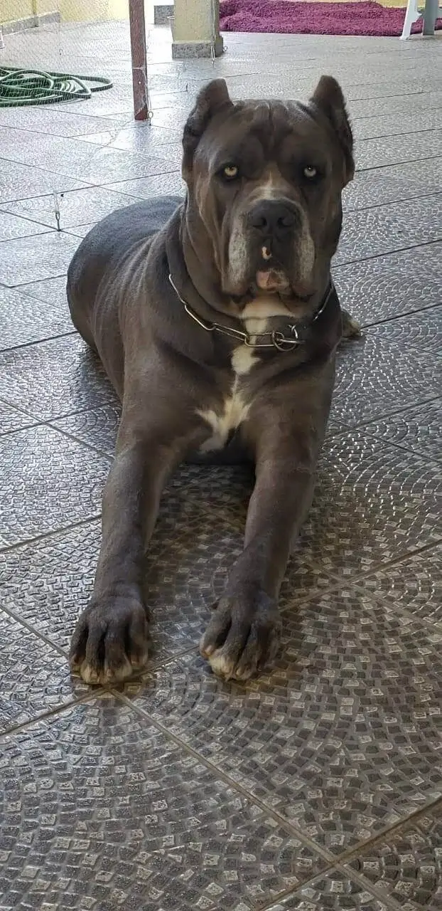 Cane Corso Cinza