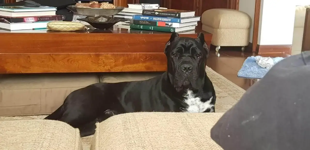 Cane Corso Italiano