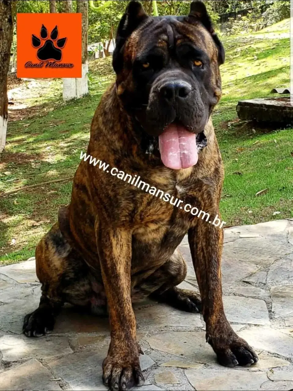 Cane Corso: Nascido para Guardar e Proteger