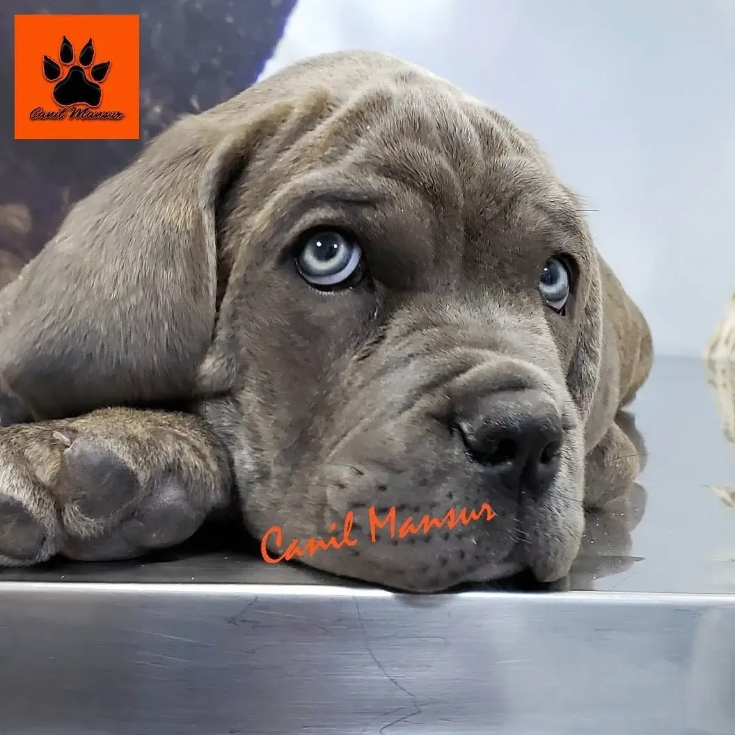 Cane Corso Olho Azul