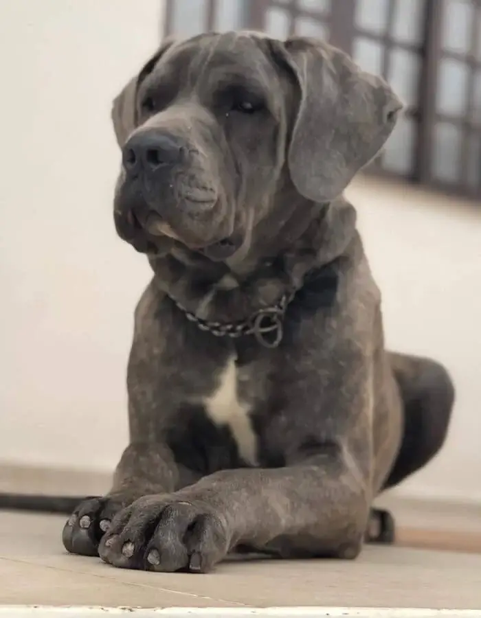 Cane Corso para Guarda