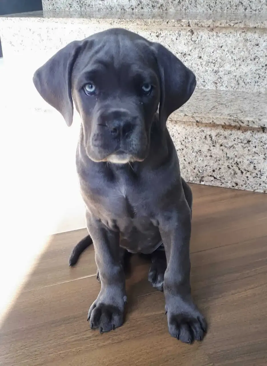 Cane Corso preço filhote