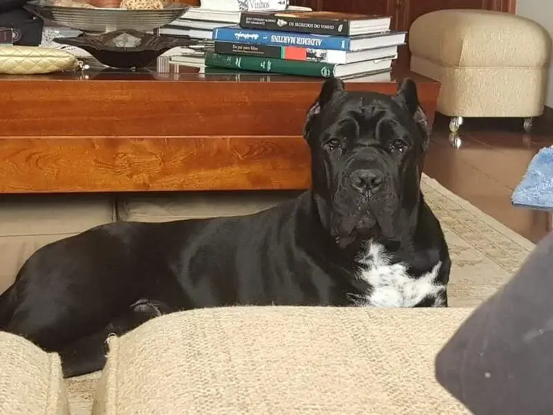 Cane Corso Preço