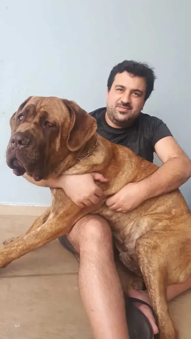 Cane Corso Tigrado