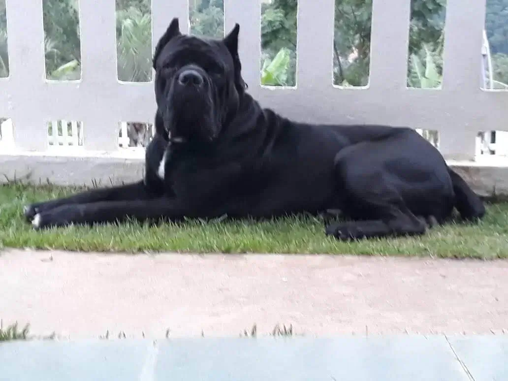 Canil de Cane Corso