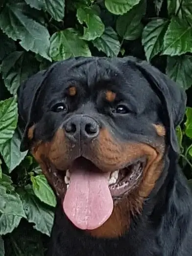 Canil de Rottweiler