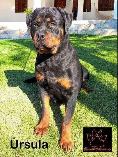 Como Preparar seu Rottweiler para a Chegada de um Novo Bebê