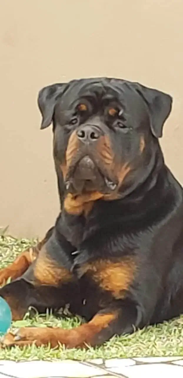 Como Rottweilers Podem Aumentar a Segurança do Lar