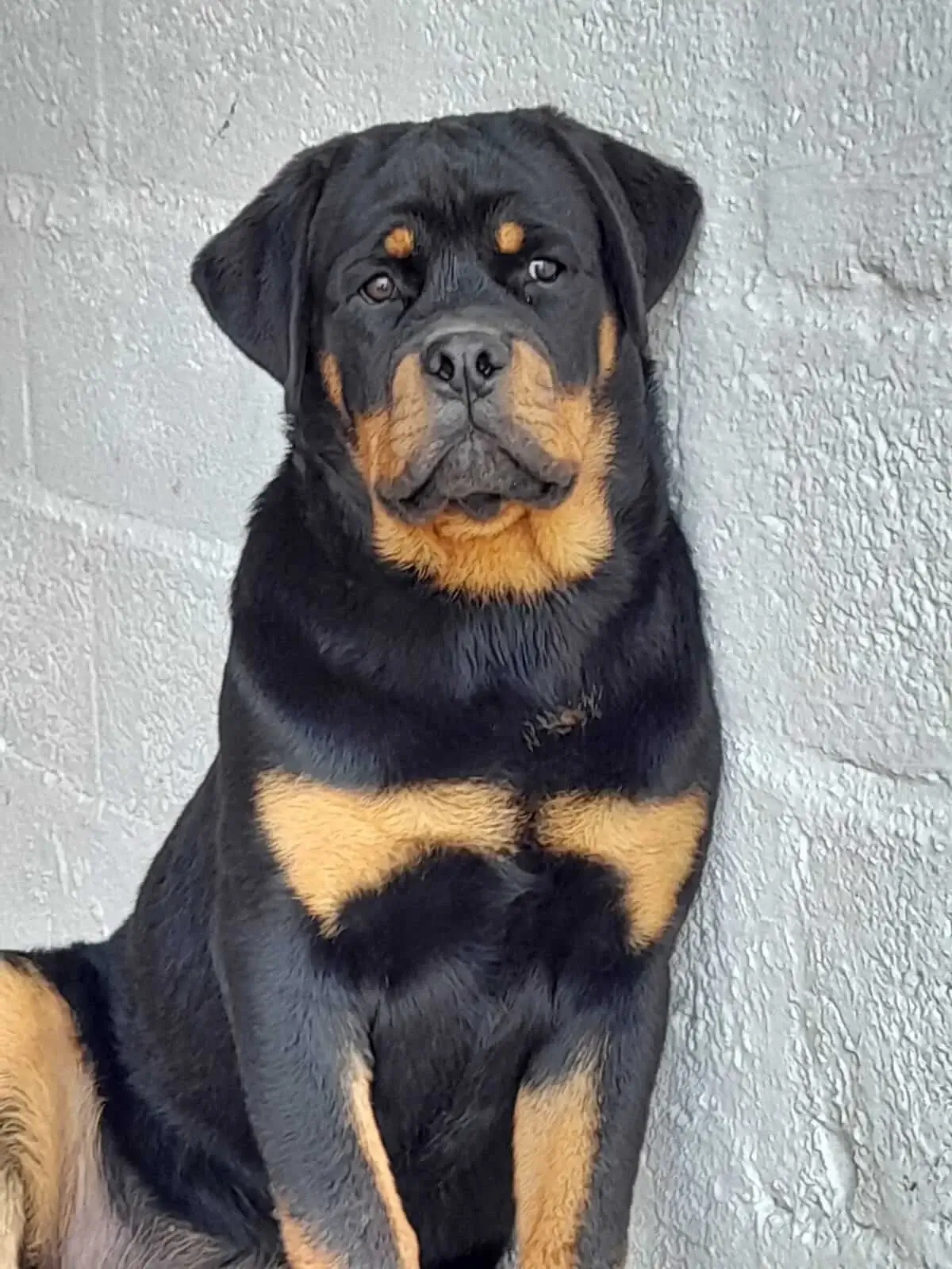 Comprar Filhote de Rottweiler