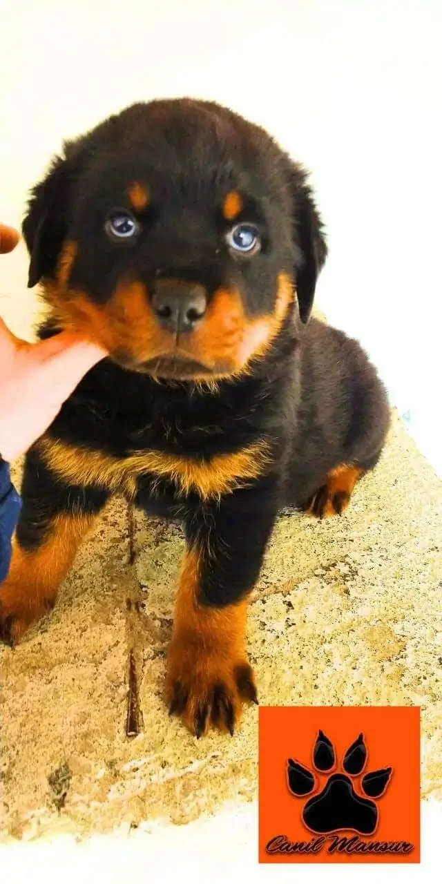 Cruzamento de Rottweiler: Tudo que Você Precisa Saber Sobre Mestiços de Rottweiler