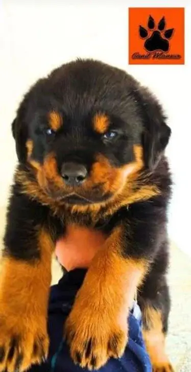 Cuidados com pelo de Rottweiler: Um Guia Completo