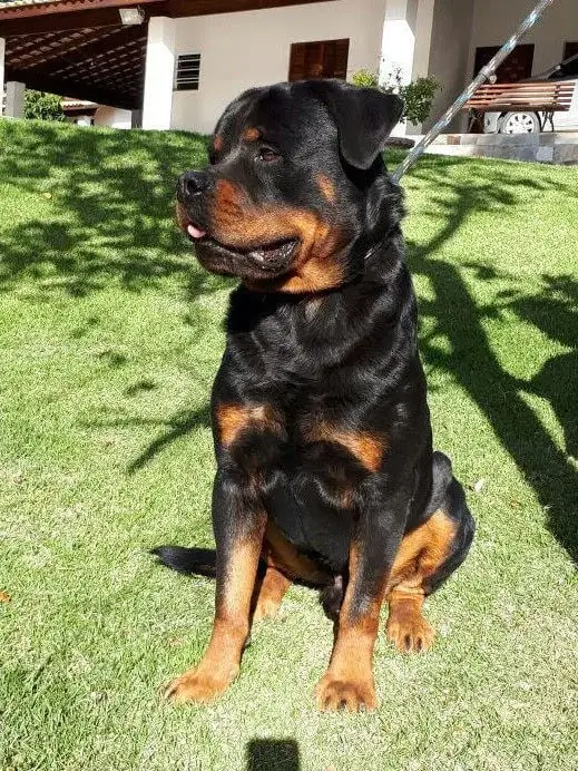 Ensinando um Rottweiler a Diferenciar Amigos de Ameaças