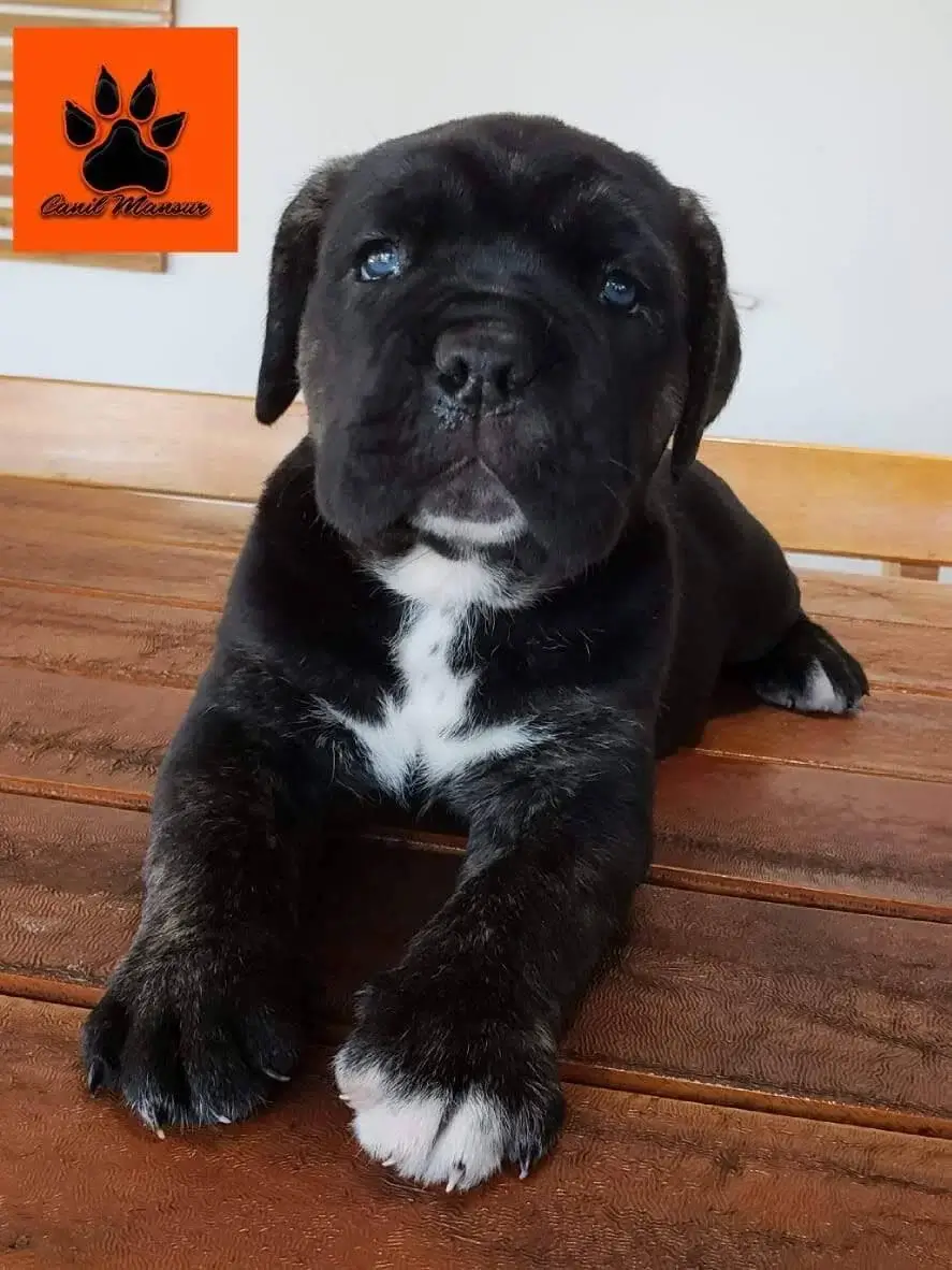 Filhote Cane Corso Preço