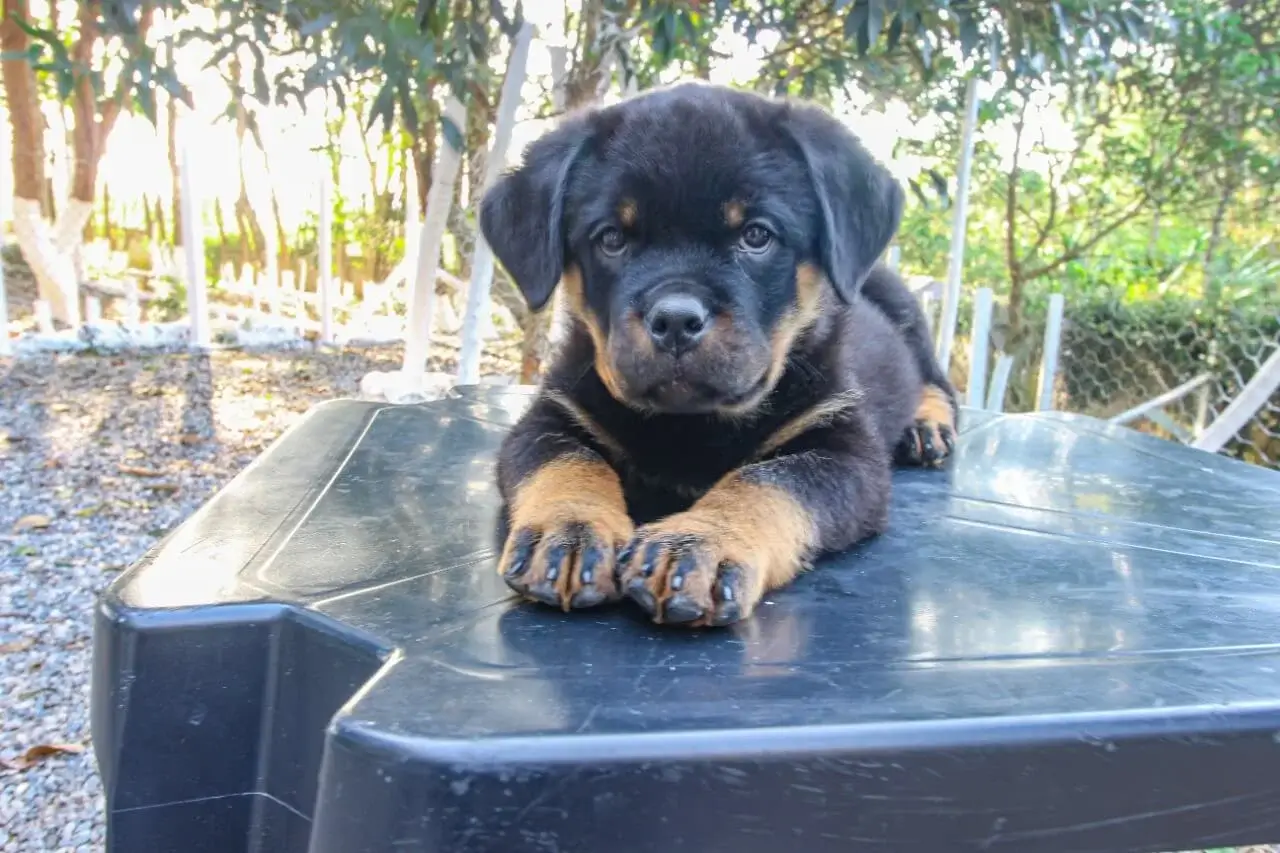 Filhote de Rottweiler à Venda