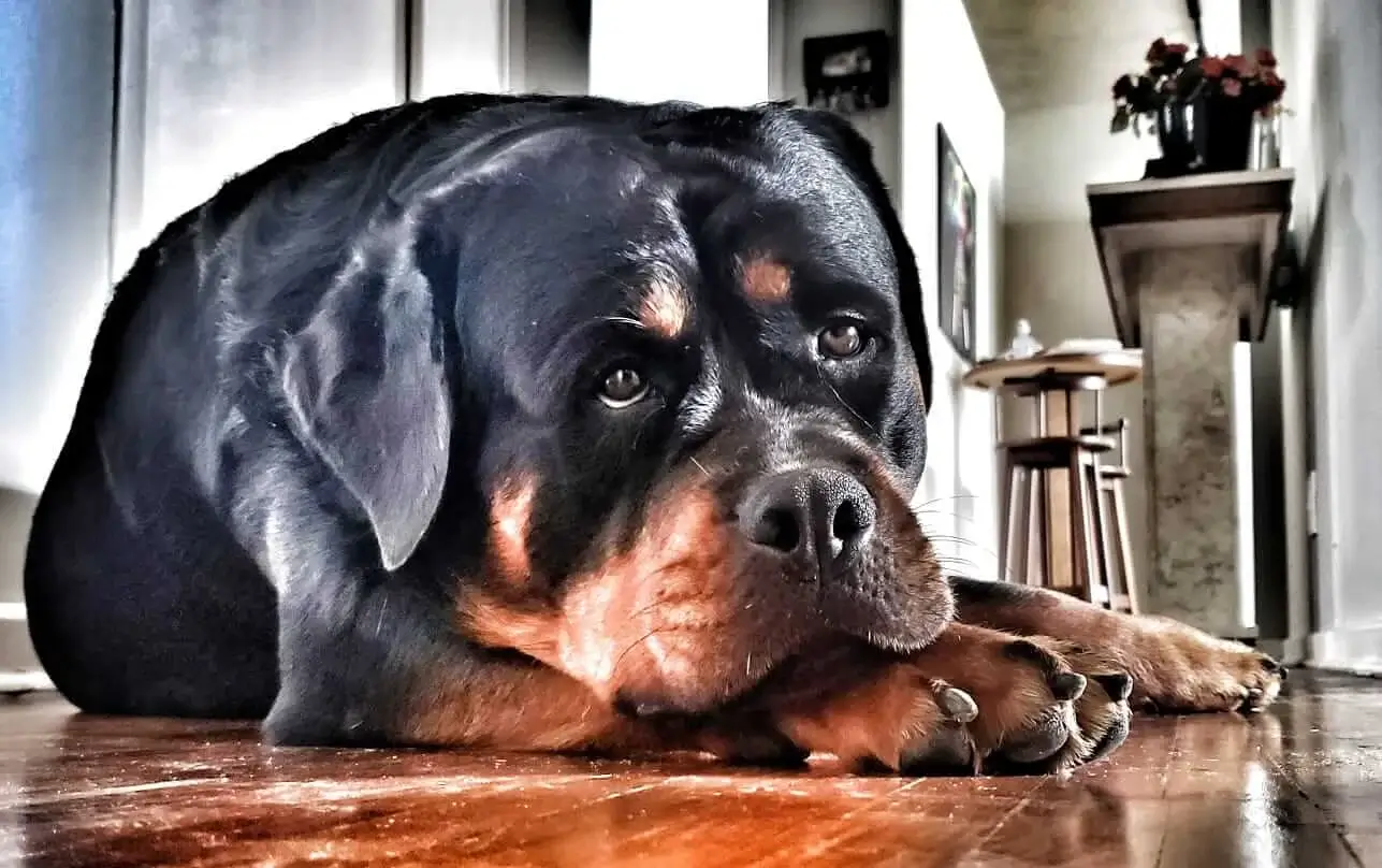 Filhote de Rottweiler Para Venda