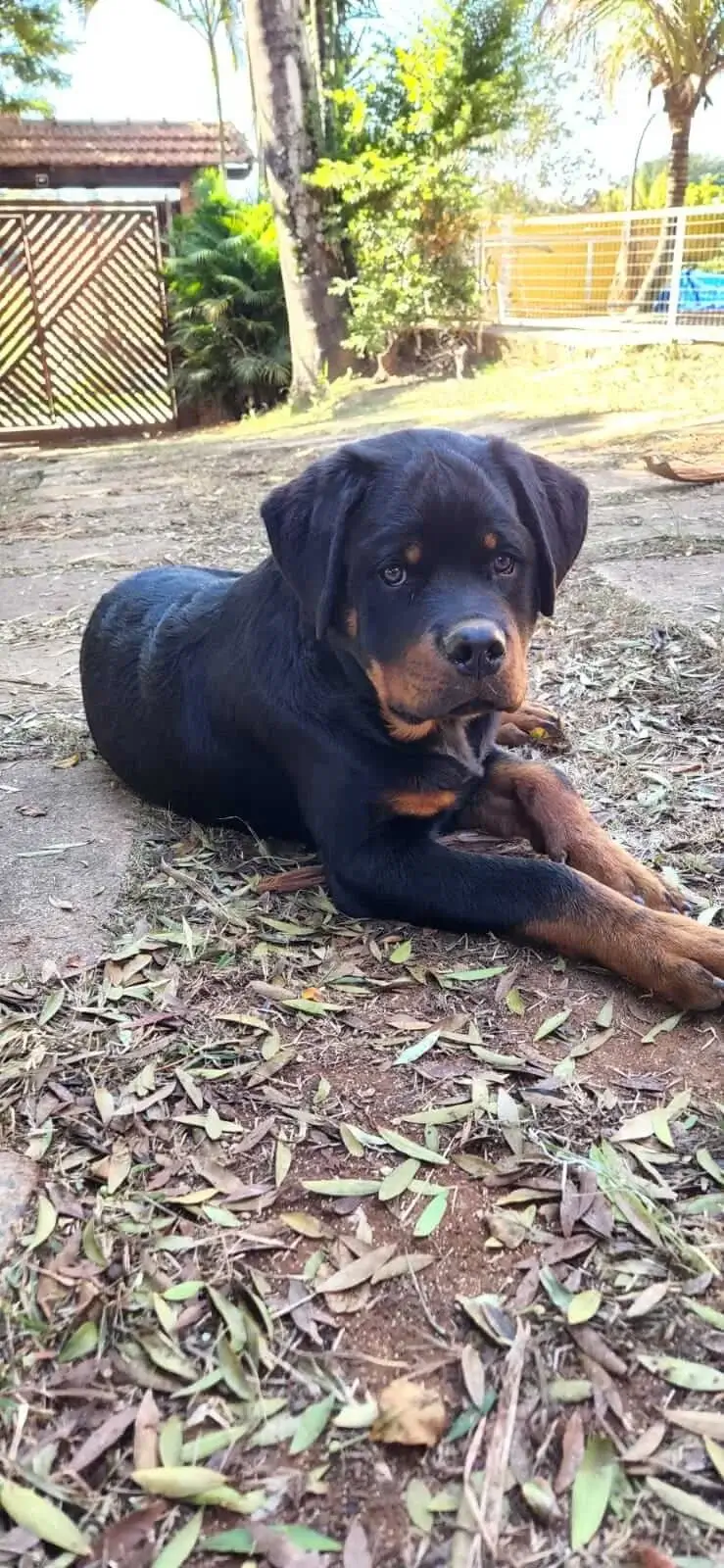 Filhote de Rottweiler Preço