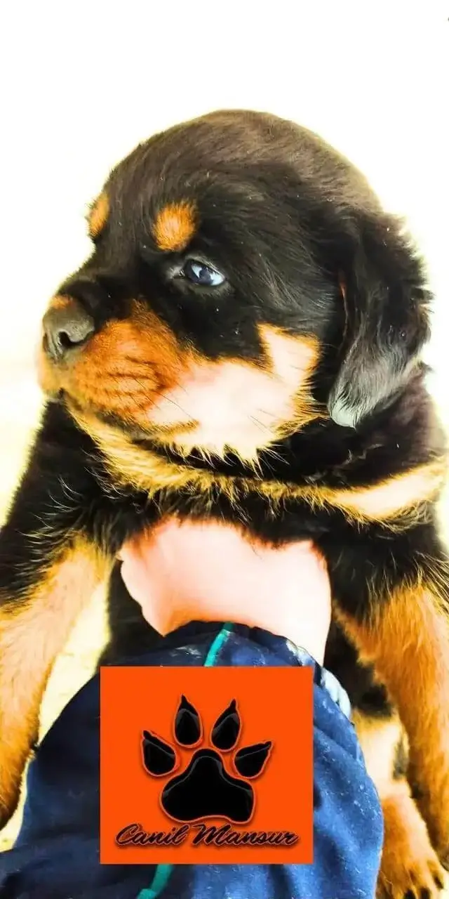 O Que Um Filhote de Rottweiler Pode Comer? Um Guia Completo