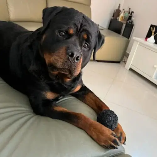 Preço de um Rottweiler filhote