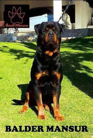 Rottweiler com Pedigree