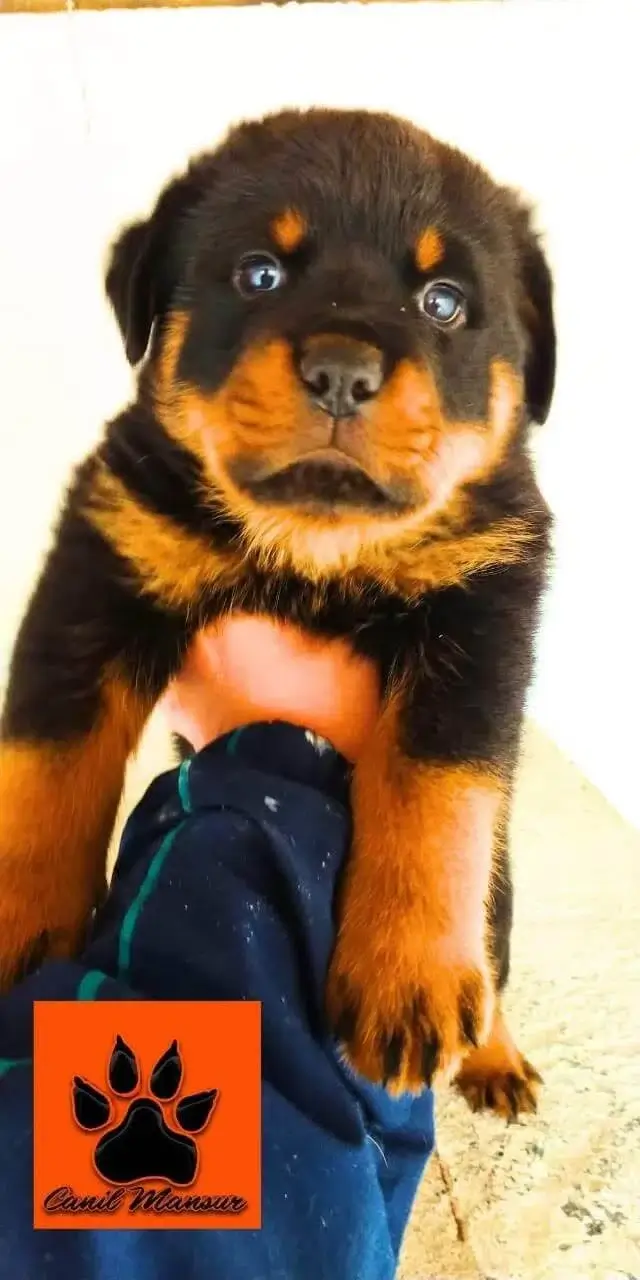 Rottweiler filhote Cabeça de Touro