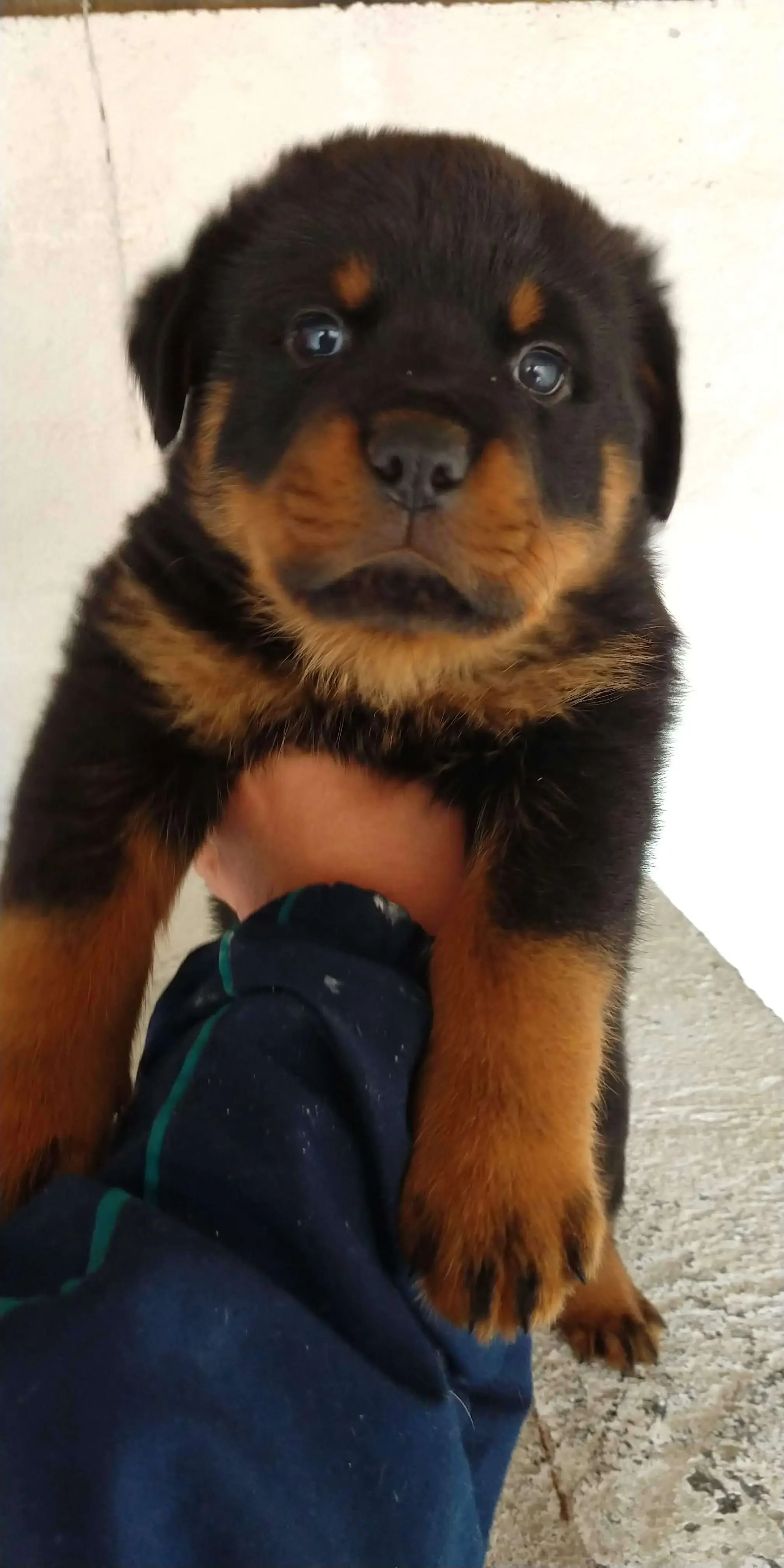 Rottweiler filhote preço