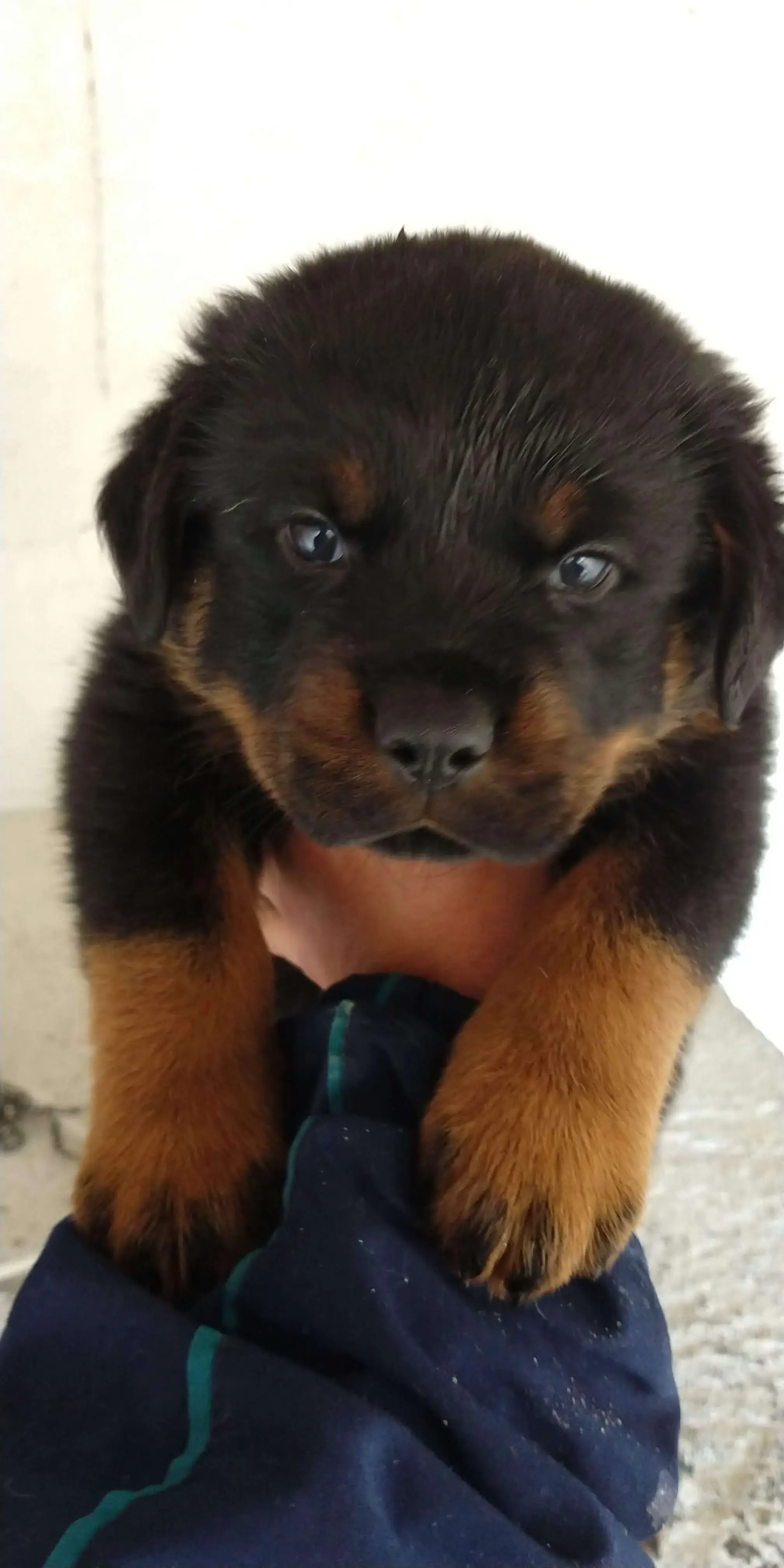 Rottweiler filhote puro