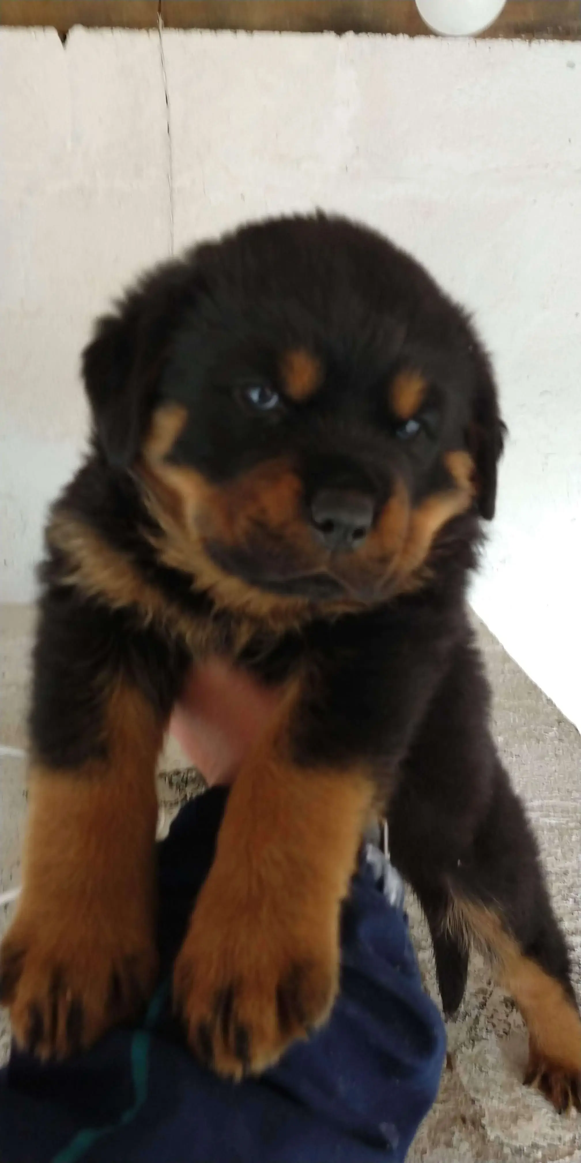 Rottweiler filhote valor