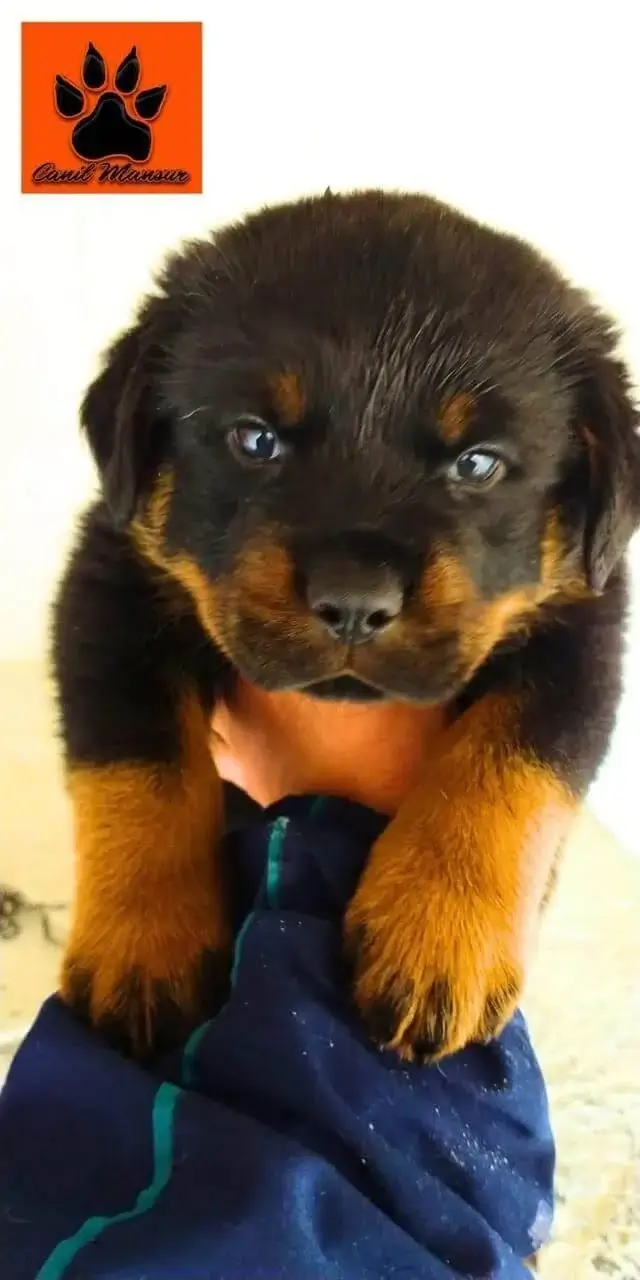 Rottweiler filhote