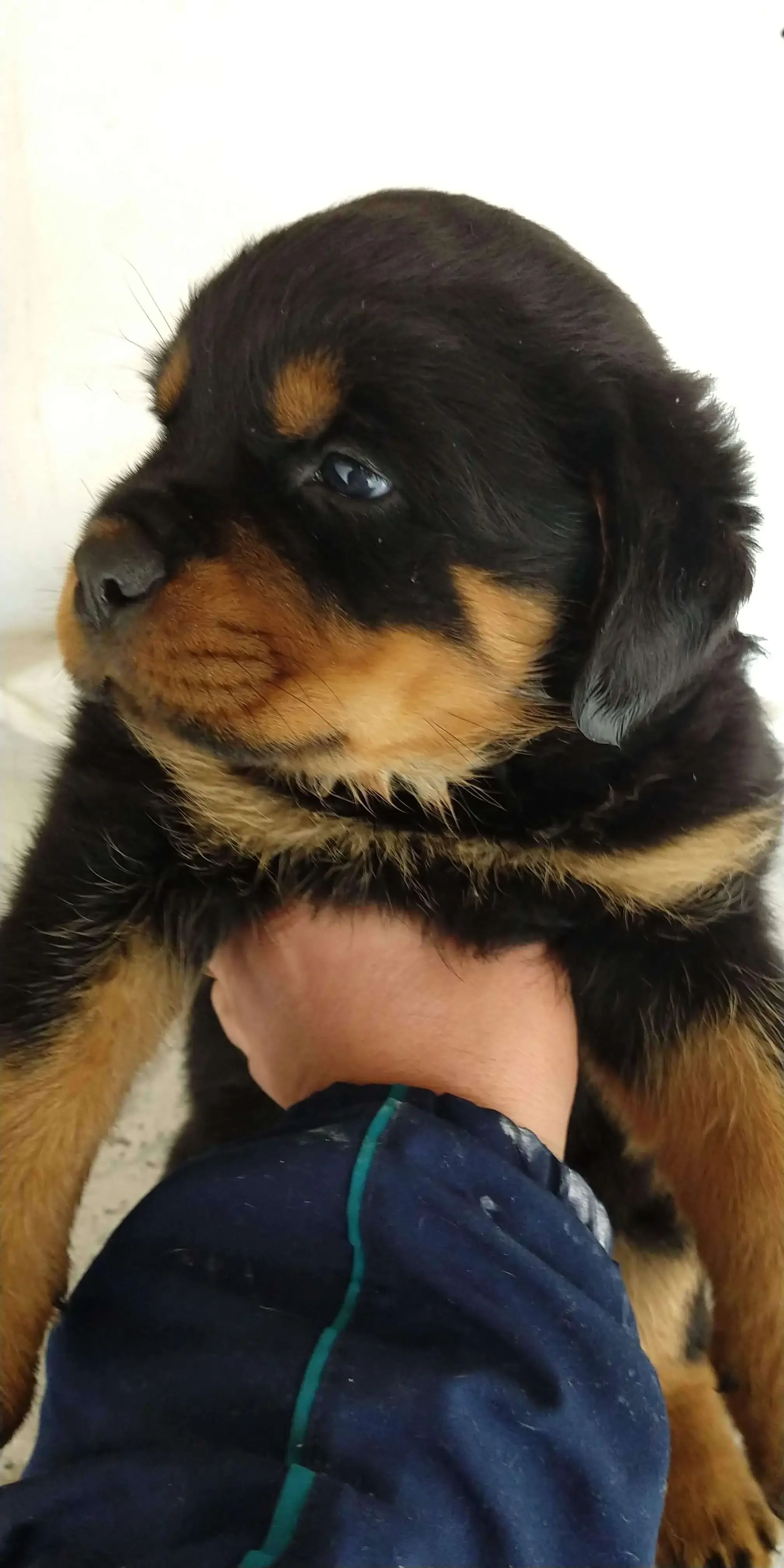 Rottweiler Valor Filhote